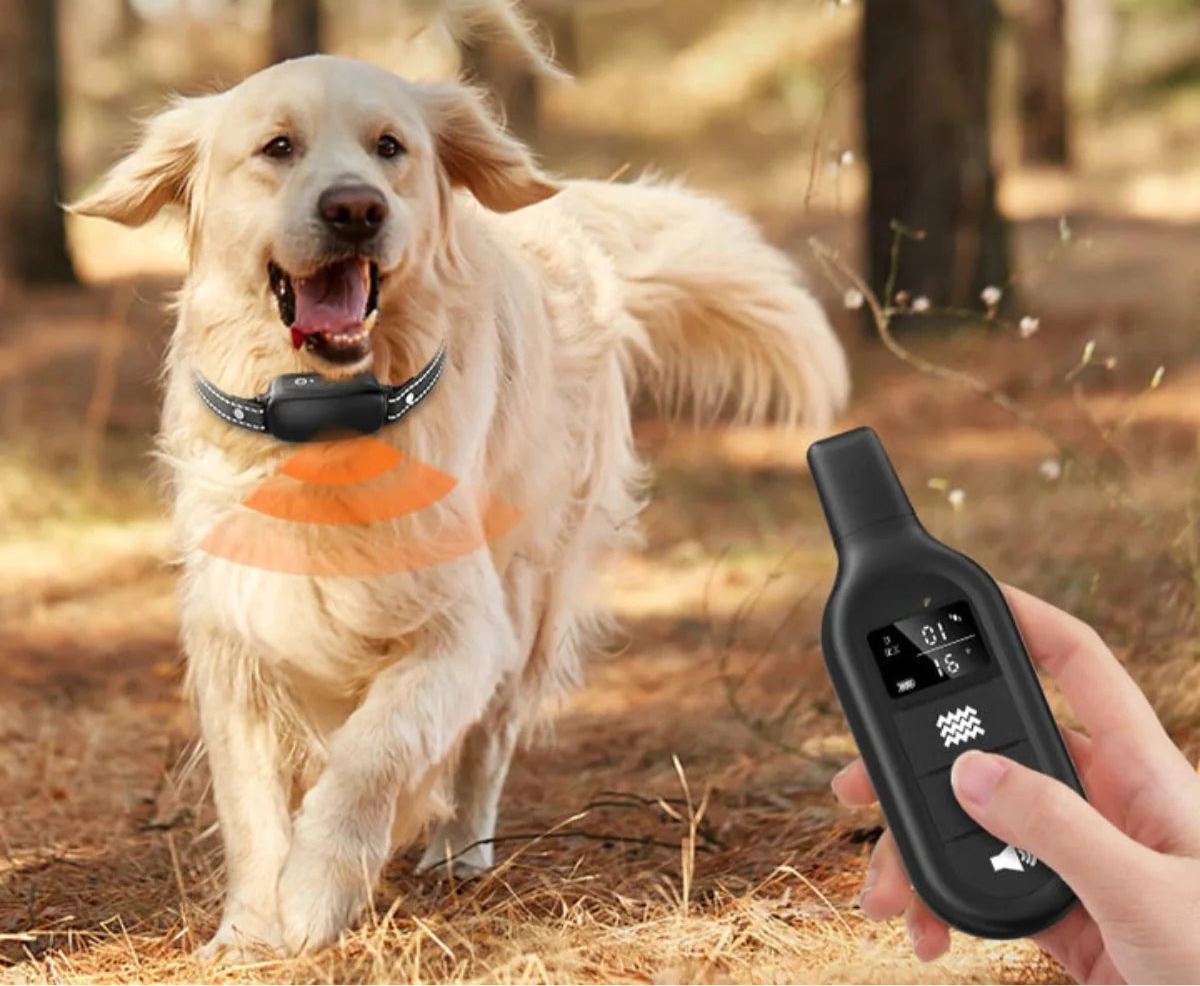 Collier De Dressage Avec Télécommande – Éducation Efficace