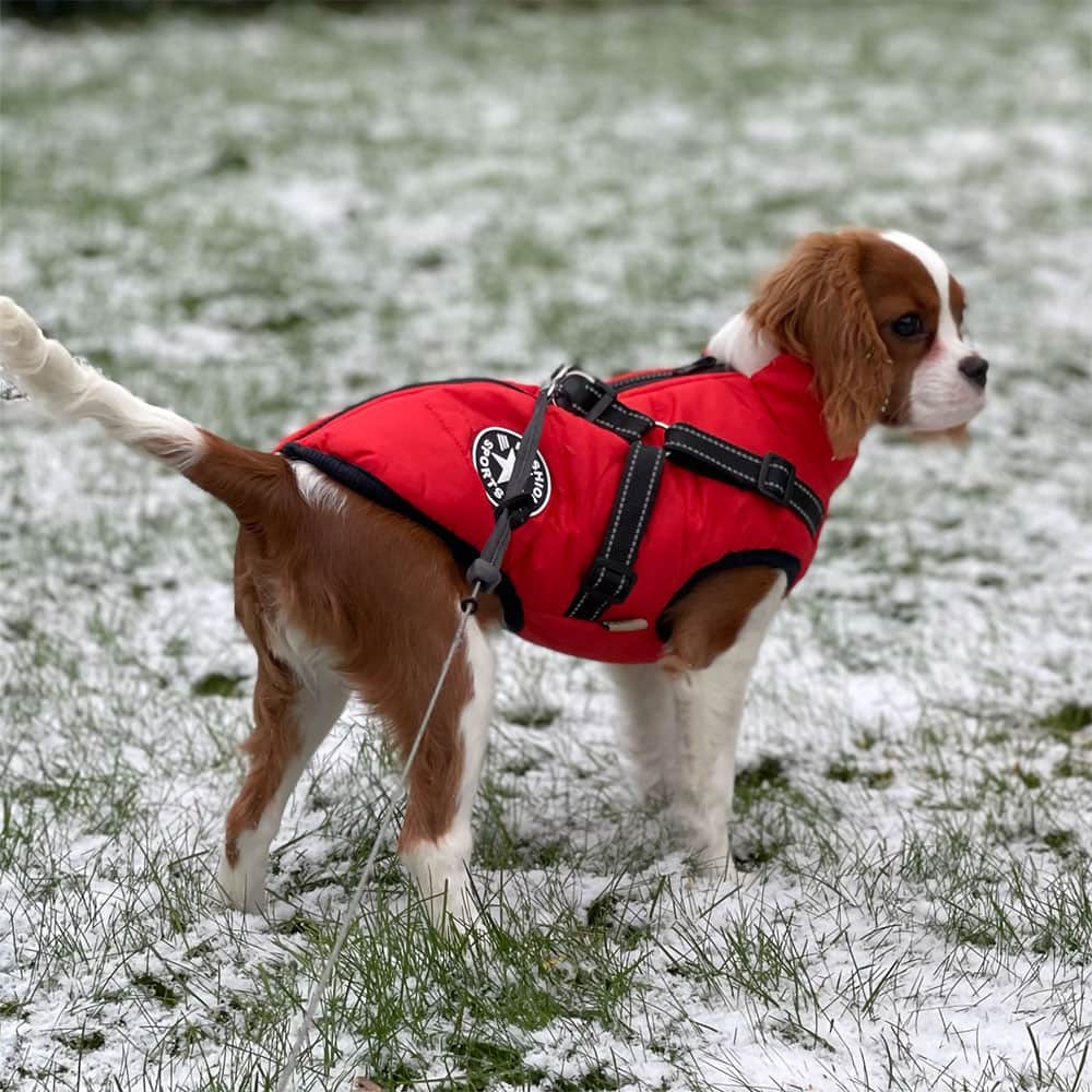 Parka Imperméable Pour Chien - Protection & Style