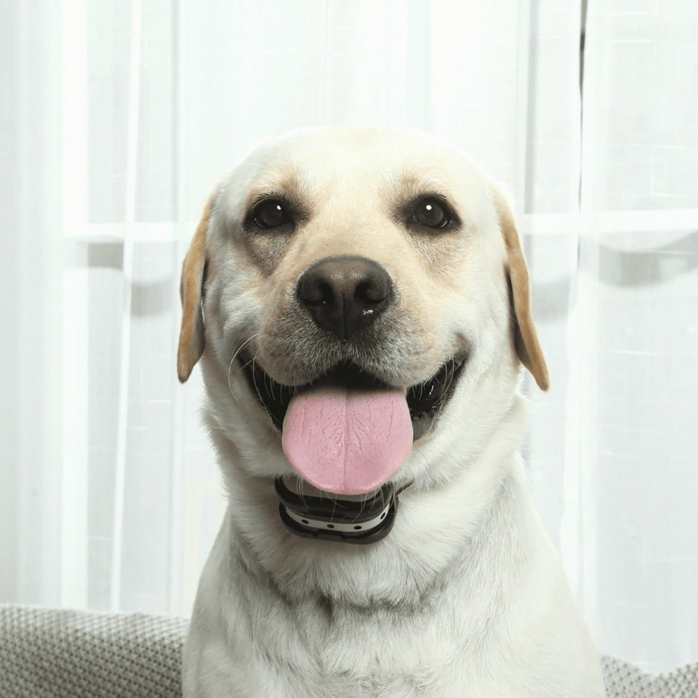 Système De Clôture Sans Fil Pour Chien Avec Collier De Dressage — Sécurité Totale Et Liberté Contrôlée