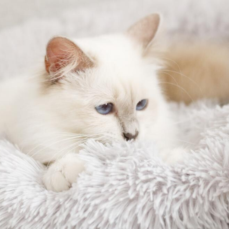 Cesta Acogedora Para Gato - Ultra Suave 